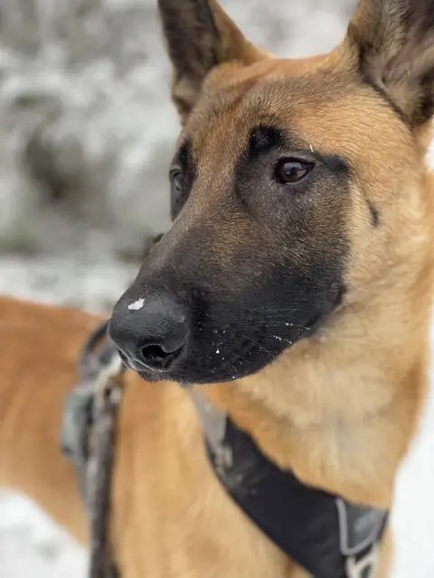 Berger belge Malinois en photo