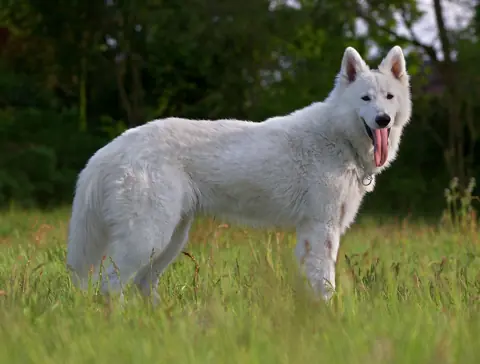 Berger blanc suisse en photo
