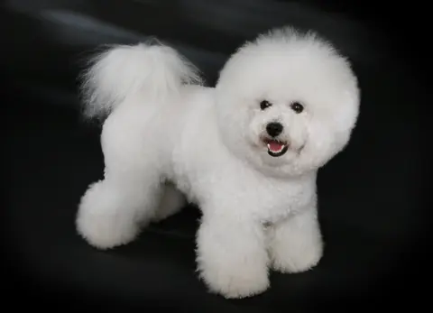 Bichon à poil frisé en photo