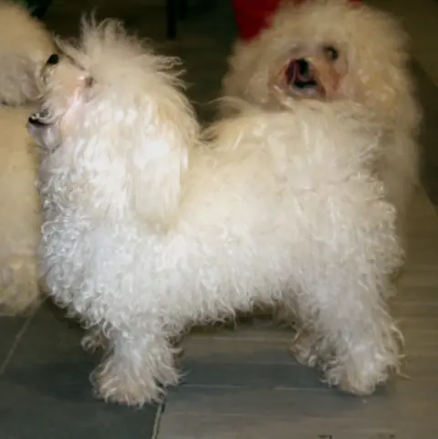 Bichon bolonais en photo