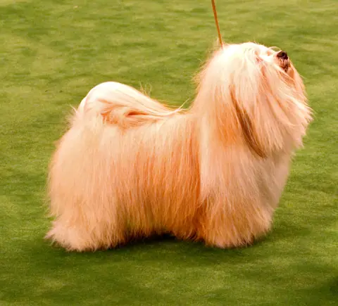 Bichon havanais en photo