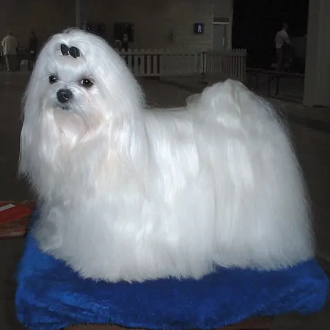 Bichon maltais en photo