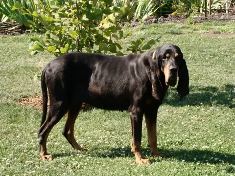 Black and tan coonhound en photo