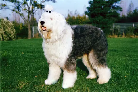 Bobtail en photo