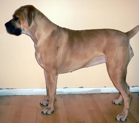 Boerbull en photo
