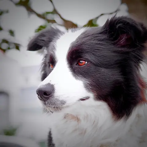 Border collie en photo