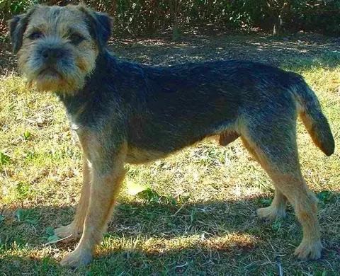 Border terrier en photo