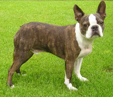 Boston Terrier en photo