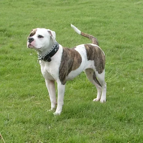 Bouledogue Américain — photo de la race