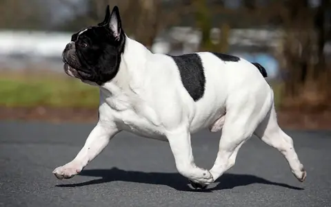 Bouledogue français en photo