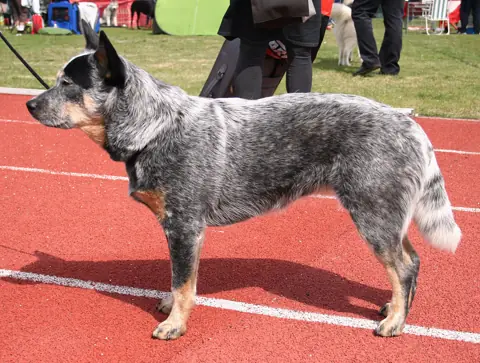 Bouvier Australien en photo