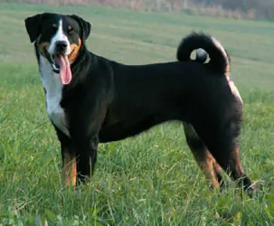 Bouvier d'Appenzell en photo