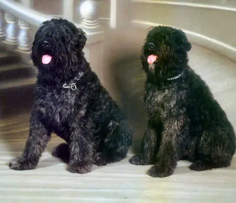Bouvier des Flandres en photo
