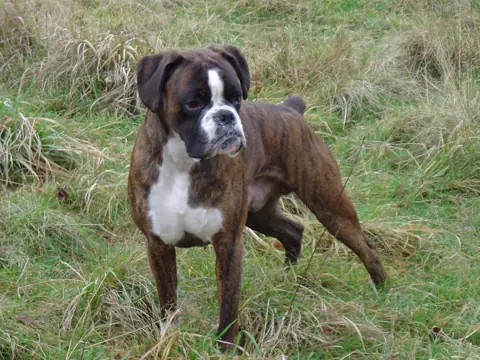 Boxer en photo