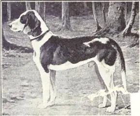 Brachet allemand en photo