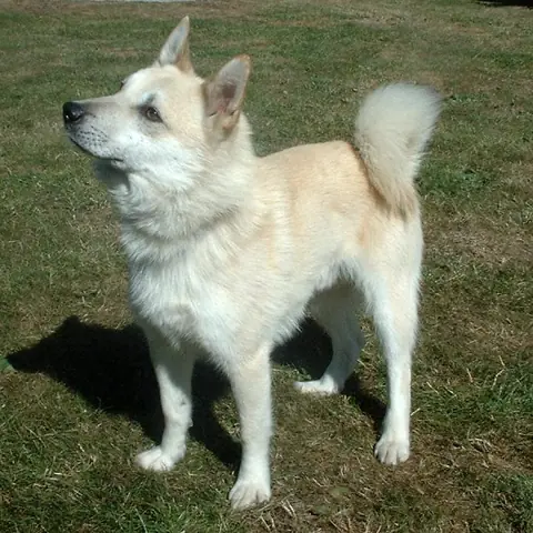 Buhund norvégien en photo