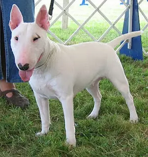Bull terrier en photo