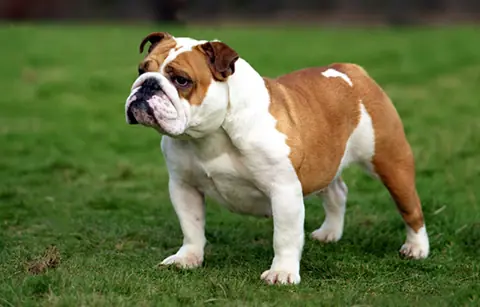Bulldog anglais en photo