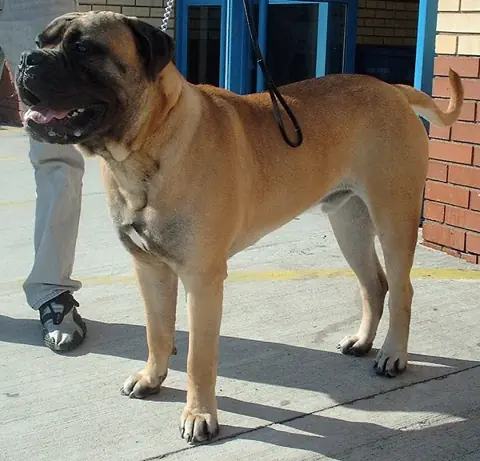 Bullmastiff en photo