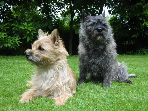 Cairn terrier en photo