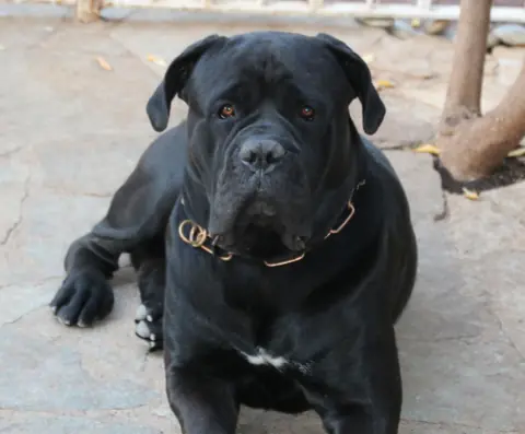 Cane corso en photo