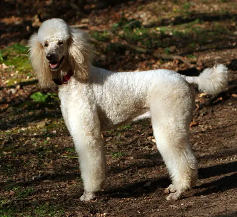 Caniche nain en photo