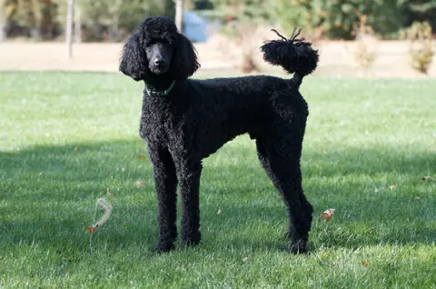 Caniche Royal en photo