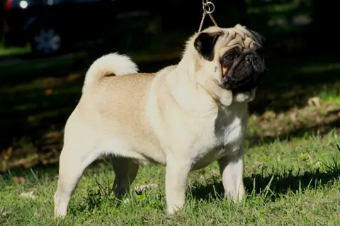 Carlin ou Pug en photo