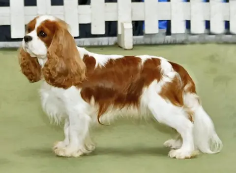 Cavalier King Charles en photo