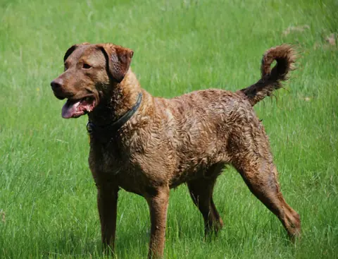 Chesapeake Bay Retriever en photo