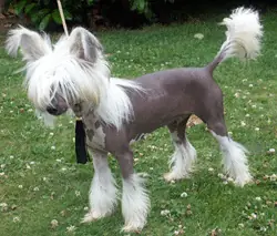 Chien chinois à crête en photo