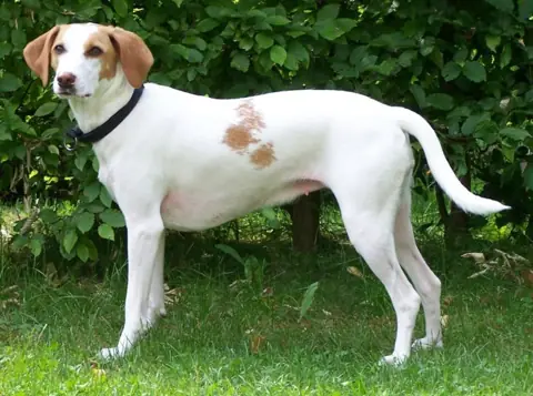 Chien courant d'Istrie à poil ras en photo