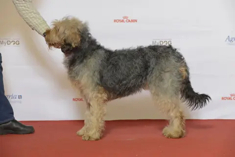 Chien courant de Bosnie à poil dur en photo