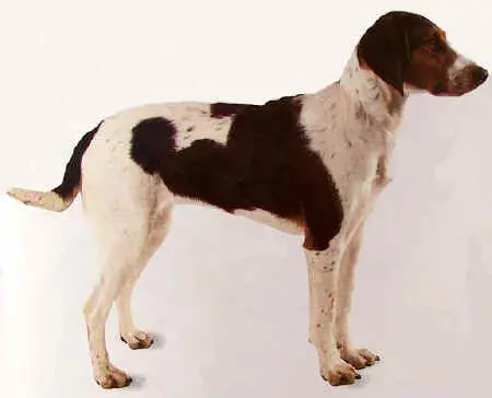 Chien courant de Halden en photo