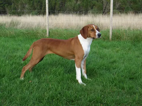 Chien courant de Hygen en photo