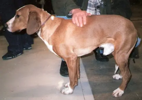 Chien courant de Posavatz en photo