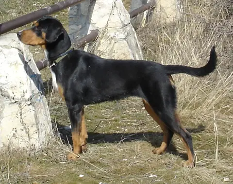 Chien courant de Transylvanie en photo