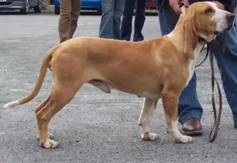 Chien courant espagnol en photo