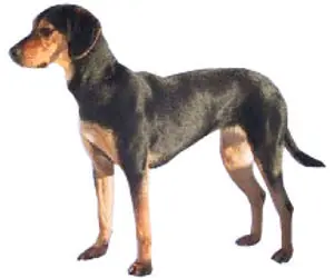 Chien courant grec en photo