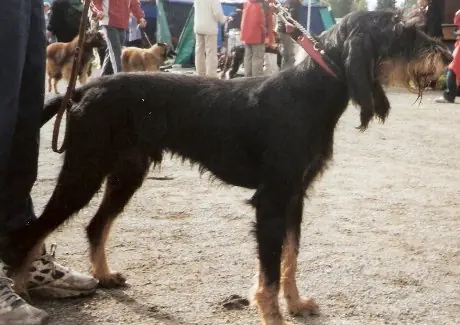 Chien courant italien à poil dur en photo