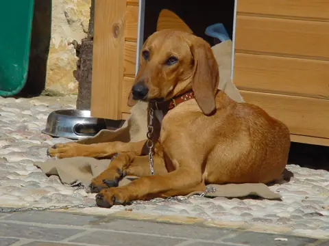 Chien courant italien à poil ras en photo