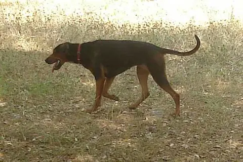 Chien courant serbe en photo