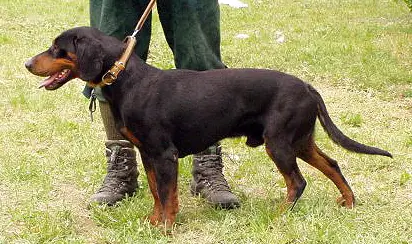 Chien courant slovaque en photo