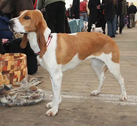 Chien courant suisse en photo