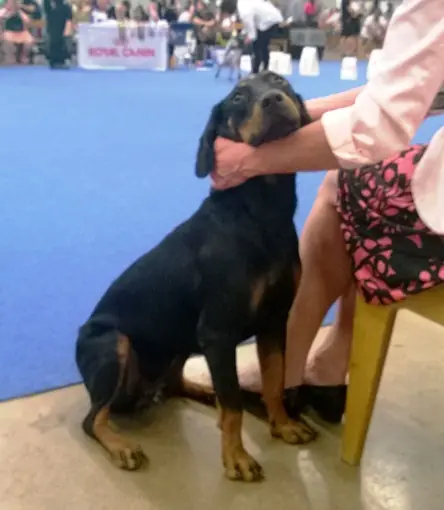 Chien courant yougoslave de montagne en photo