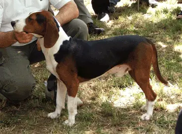 Chien courant yougoslave tricolore en photo