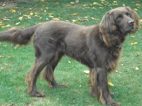 Chien d'arrêt allemand à poil long en photo