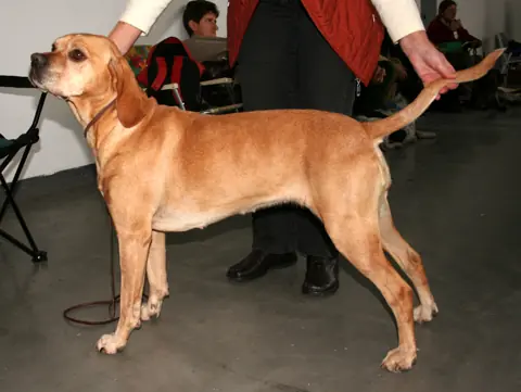 Chien d'arrêt portugais en photo