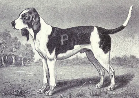 Chien d'Artois en photo