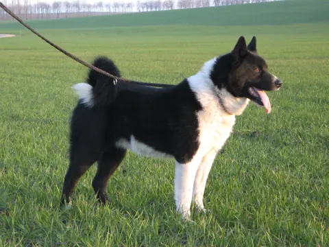 Chien d'ours de Carélie en photo